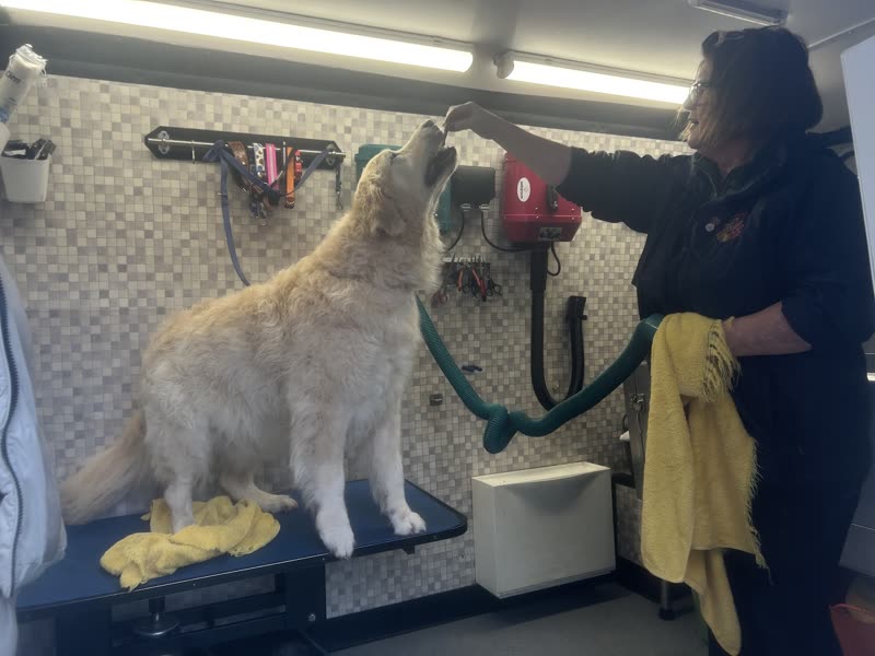 A groomer blow-drying a golden retriever on the blue table inside the mobile grooming van