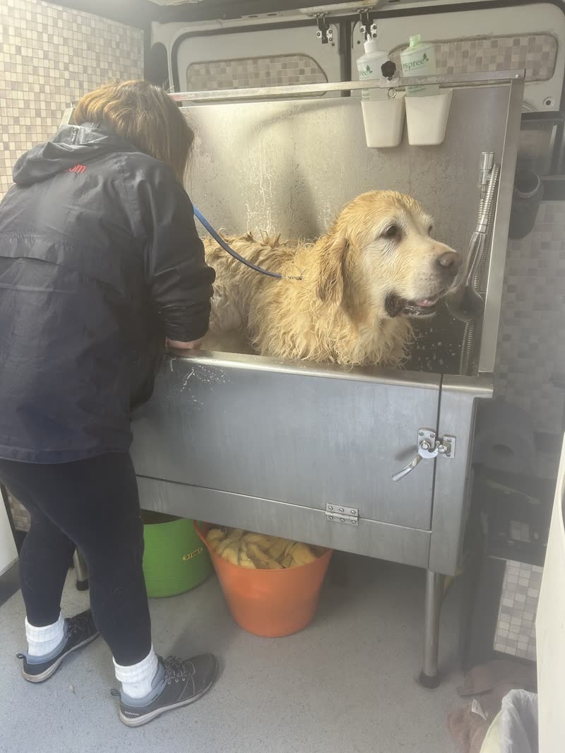 A groomer washing a wet golden retriever in the steel bath inside the mobile unit
