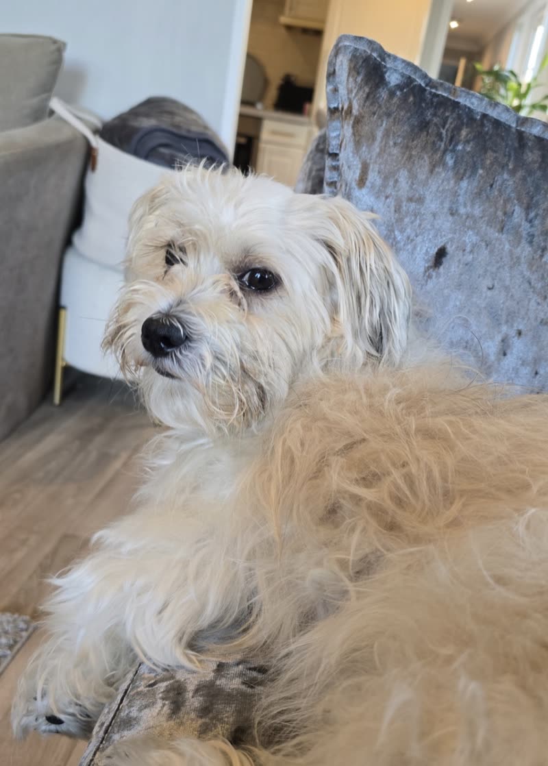 A shaggy white-and-cream terrier sitting indoors before its trim, coat long and untidy