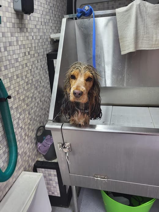 A soaking-wet cocker spaniel sitting in the stainless steel bath of the mobile grooming unit