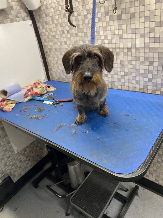 A wiry grey-brown terrier being clipped on the blue grooming table, scissors beside it