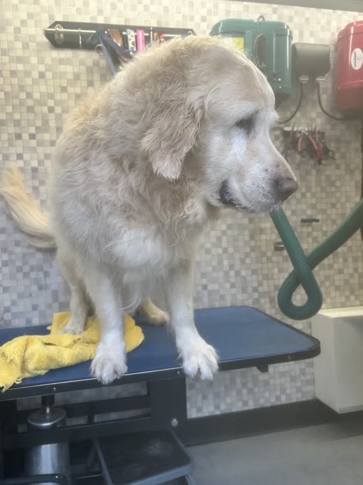 A cream golden retriever on the blue grooming table beside the dryer hose, coat part-dried