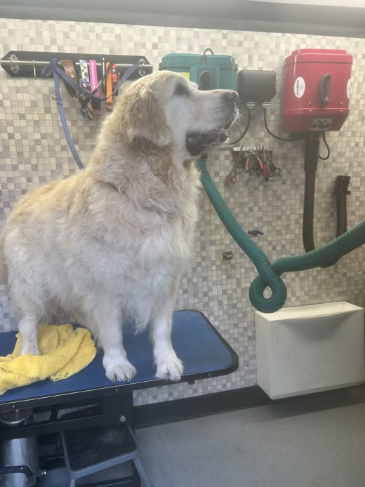 The same golden retriever dried and fluffed on the blue table, looking up towards the dryer