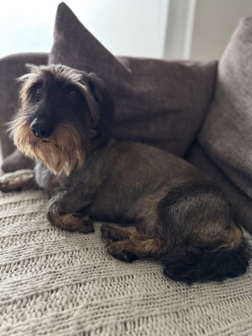 A wire-haired dachshund-type dog resting on a grey sofa after grooming